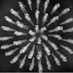 Meet your Posher, Animation